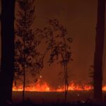 L’incendio a Castel Fusano ha mandato in fumo 45 ettari di pineta, pari a 65 campi da calcio